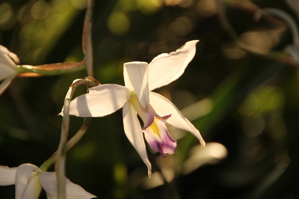 Phalaenopsis   056.jpg